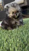 Tiny Wolfie teddy bear face, a male Pomeranian for sale in San Diego, CA – Photo 3 of 10