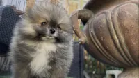 Baby Tiny prince , a male Pomeranian for sale in San Diego, CA – Photo 10 of 10