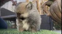Baby Tiny prince , a male Pomeranian for sale in San Diego, CA – Photo 2 of 10