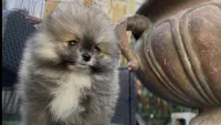 Baby Tiny prince , a male Pomeranian for sale in San Diego, CA – Photo 7 of 10