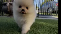  toy girl potty training , a female Pomeranian for sale in San Diego, CA – 3 of 8