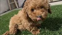 Rose ready to go home Now!!, a female Poodle - Toy  and Bichpoo for sale in San Diego, CA – Photo 5 of 10