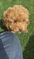 Rose ready to go home Now!!, a female Poodle - Toy  and Bichpoo for sale in San Diego, CA – Photo 1 of 10