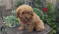 Rose ready to go home Now!!, a female Poodle - Toy  and Bichpoo for sale in San Diego, CA – Photo 2 of 10