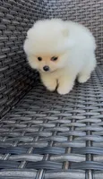 super small toy girl potty training , a female Pomeranian for sale in San Diego, CA – 3 of 7