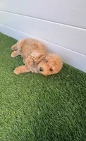 Miko 💙 Adorable Bichpoo Puppy | Designer dog, a male Poodle - Toy  and Bichpoo for sale in San Diego, CA – 7 of 10