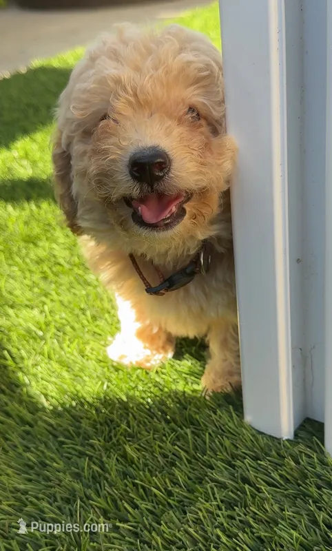 Grizzly 🤎 Adorable Bichpoo Puppy | Designer puppy – Bichpoo puppy for sale in San Diego, CA