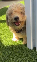 Grizzly 🤎 Adorable Bichpoo Puppy | Designer puppy, a male Bichpoo for sale in San Diego, CA – 1 of 10