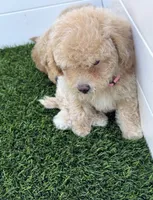 Lily P, a female Poodle - Toy  and Bichpoo for sale in San Diego, CA – 4 of 8