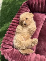 Champ baby boy, a male Poodle - Toy  and Bichpoo for sale in San Diego, CA – 3 of 10