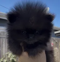 Raven   AKC  full rights, ready to go home, a male Pomeranian for sale in San Diego, CA – 4 of 10