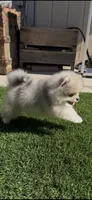 Blue eyes merle pomeranian boy , a male Pomeranian for sale in San Diego, CA – 10 of 10
