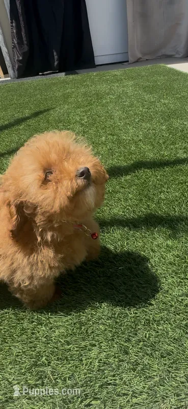Red bichpoo – Poodle - Miniature  puppy for sale in San Diego, CA