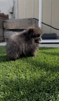 🖤 Tiny Black AKC Pomeranian Male • Full Rights • Sweet & Cuddly, a male Pomeranian for sale in San Diego, CA – 2 of 6
