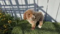 You name this girl,  ready to go home now !, a female Bichon Frise and Poodle - Toy  for sale in San Diego, CA – Photo 5 of 10