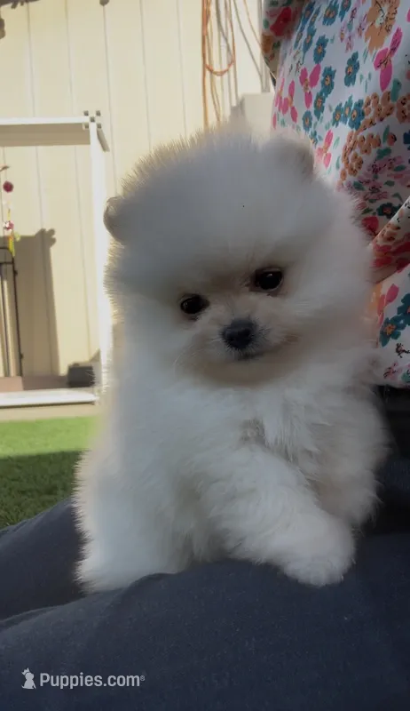 fluffly baby girl – Pomeranian puppy for sale in San Diego, CA