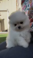 fluffly baby girl, a female Pomeranian for sale in San Diego, CA – 1 of 8