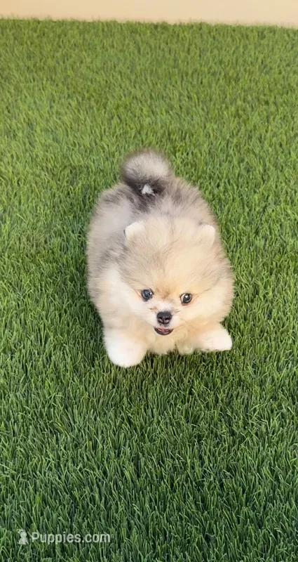 🐻 Tiny Teddy Bear Pomeranian Boy | Sweet & Cuddly – Pomeranian puppy for sale in San Diego, CA