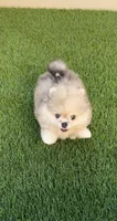 🐻 Tiny Teddy Bear Pomeranian Boy | Sweet & Cuddly, a male Pomeranian for sale in San Diego, CA – 1 of 9