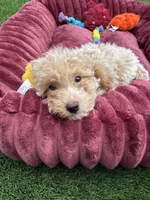 Angel ❤️ Adorable baby Ready to go home now , a male Poodle - Toy  for sale in San Diego, CA – 3 of 7