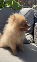 Blondie playful active puppy, a female Pomeranian for sale in San Diego, CA – 3 of 8