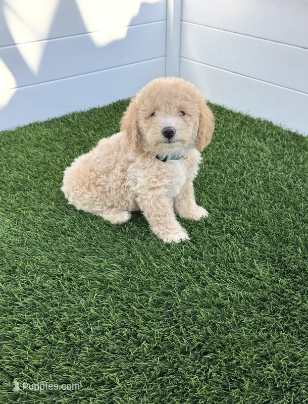 Loki G bichpoo – Poodle - Miniature  puppy for sale in San Diego, CA