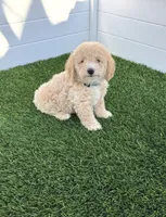 Loki G bichpoo, a male Poodle - Miniature  for sale in San Diego, CA – 1 of 8