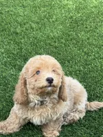 Miko 💙 Adorable Puppy | ready to go home now, a male Bichpoo for sale in San Diego, CA – 6 of 10