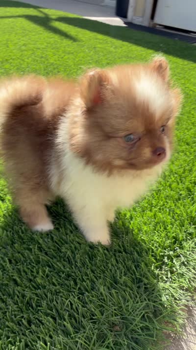 Rare Chocolate Merle Sable Female – Embark DNA Tested, a female Pomeranian for sale in San Diego, CA – 9 of 9