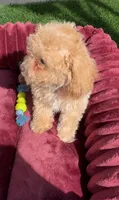 Lily P ready to go home NOW!, a female Poodle - Toy  and Bichpoo for sale in San Diego, CA – 3 of 7