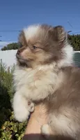 Rare Chocolate Merle Sable Female – Embark DNA Tested, a female Pomeranian for sale in San Diego, CA – 4 of 9