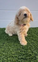 Peaches 🍑 Adorable Bichpoo Puppy , a female Poodle - Toy  and Bichpoo for sale in San Diego, CA – 8 of 8