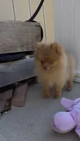 chocolate Hazel,DNA tested, ready to go home now, a female Pomeranian for sale in San Diego, CA – 8 of 9