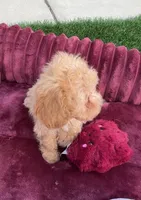 Daisy ready to go home NOW!, a female Poodle - Toy  for sale in San Diego, CA – 8 of 10