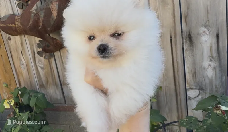 super small toy girl potty training  – Pomeranian puppy for sale in San Diego, CA
