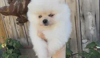 super small toy girl potty training , a female Pomeranian for sale in San Diego, CA – 1 of 7
