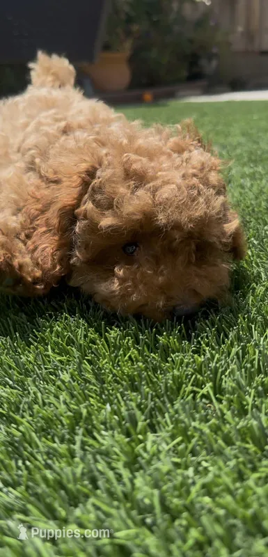  AKC toy boy – Poodle - Toy  puppy for sale in San Diego, CA