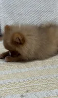 Baby brown happy curious hyper puppy, a female Pomeranian for sale in San Diego, CA – 2 of 8
