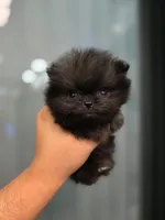 AKC  Teacup tiny boy , a male Pomeranian for sale in San Diego, CA – 5 of 5