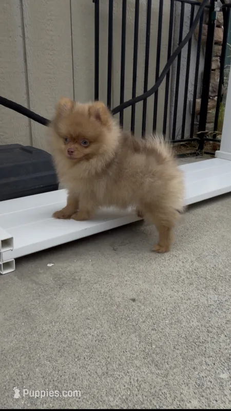 embark tested Chocolate Merle girl  – Pomeranian puppy for sale in San Diego, CA