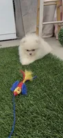 AKC happy baby girl  ready now DNA tested , a female Pomeranian for sale in San Diego, CA – 7 of 7