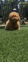 Red bichpoo, a female Poodle - Miniature  for sale in San Diego, CA – 7 of 9