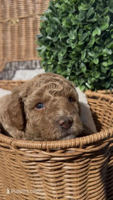 Pink Girl, a female Bichon Frise and Poodle - Toy  for sale in San Diego, CA – Photo 1 of 10