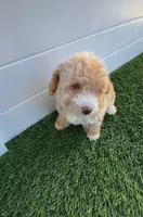 Happy 💛 Adorable Bichpoo Puppy | Designer Companion, a male Poodle - Toy  and Bichpoo for sale in San Diego, CA – 5 of 10