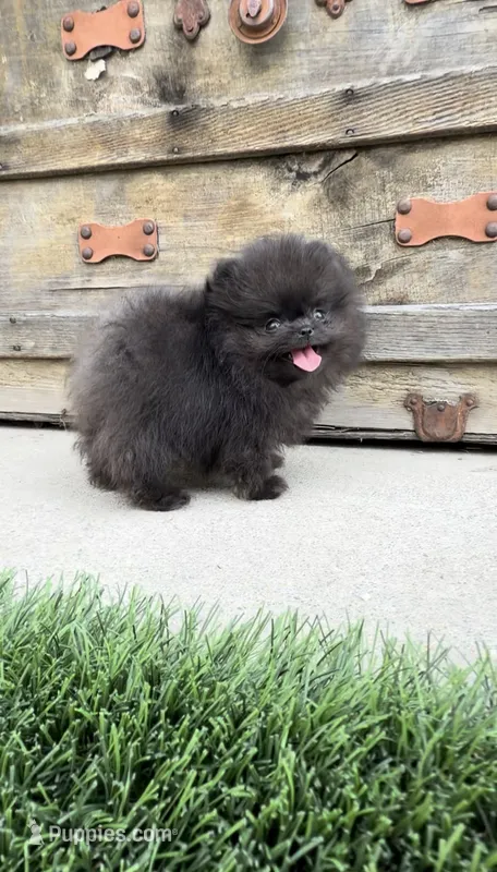 Akc calm and sweet boy – Pomeranian puppy for sale in San Diego, CA