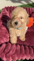 Thor LB  HB ready to go home NOW!, a male Poodle - Toy  and Bichpoo for sale in San Diego, CA – 4 of 8