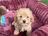 Daisy ready to go home NOW!, a female Poodle - Toy  for sale in San Diego, CA – 1 of 10