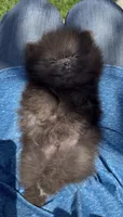 baby boy super tiny, a male Pomeranian for sale in San Diego, CA – 4 of 10