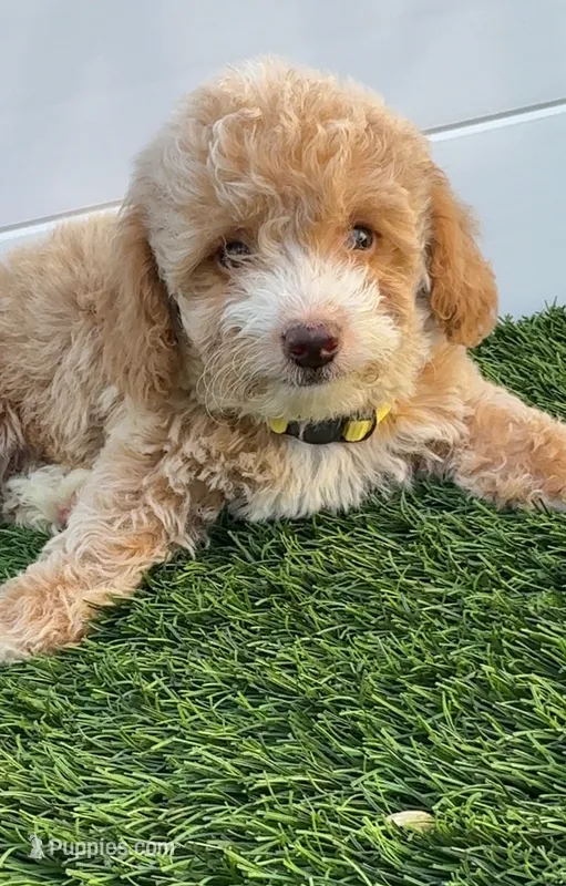 Happy 💛 Adorable Bichpoo Puppy | Designer Companion – Poodle - Toy , Bichpoo puppy for sale in San Diego, CA