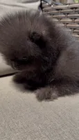 baby boy super tiny, a male Pomeranian for sale in San Diego, CA – 7 of 10